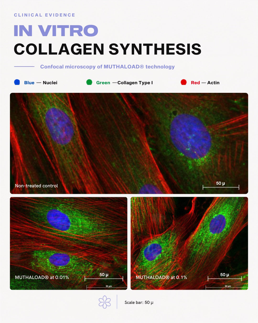 MUTHALOAD-treated cells vs. untreated control. Collagen I (green), F-actin (red), nuclei (blue).