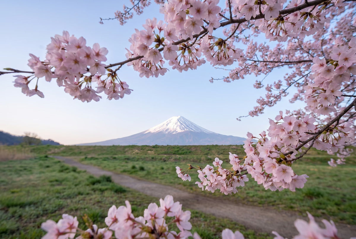 Mount Fuji framed by pink cherry blossoms in spring