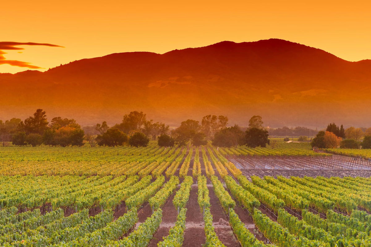 Fall Somewhere Beautiful: Napa at Harvest